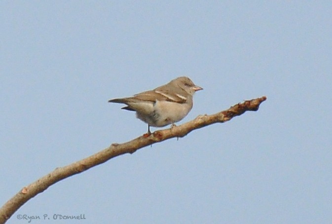 Yellow-throated Sparrow - ML126512331