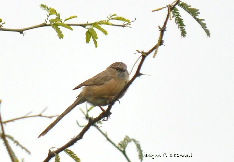 Common Babbler - ML126512711