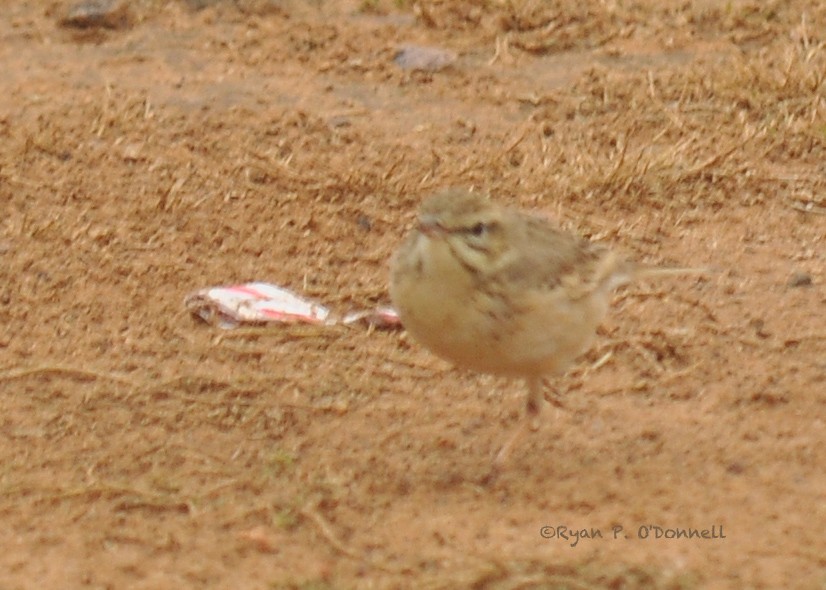 Paddyfield Pipit - ML126512771