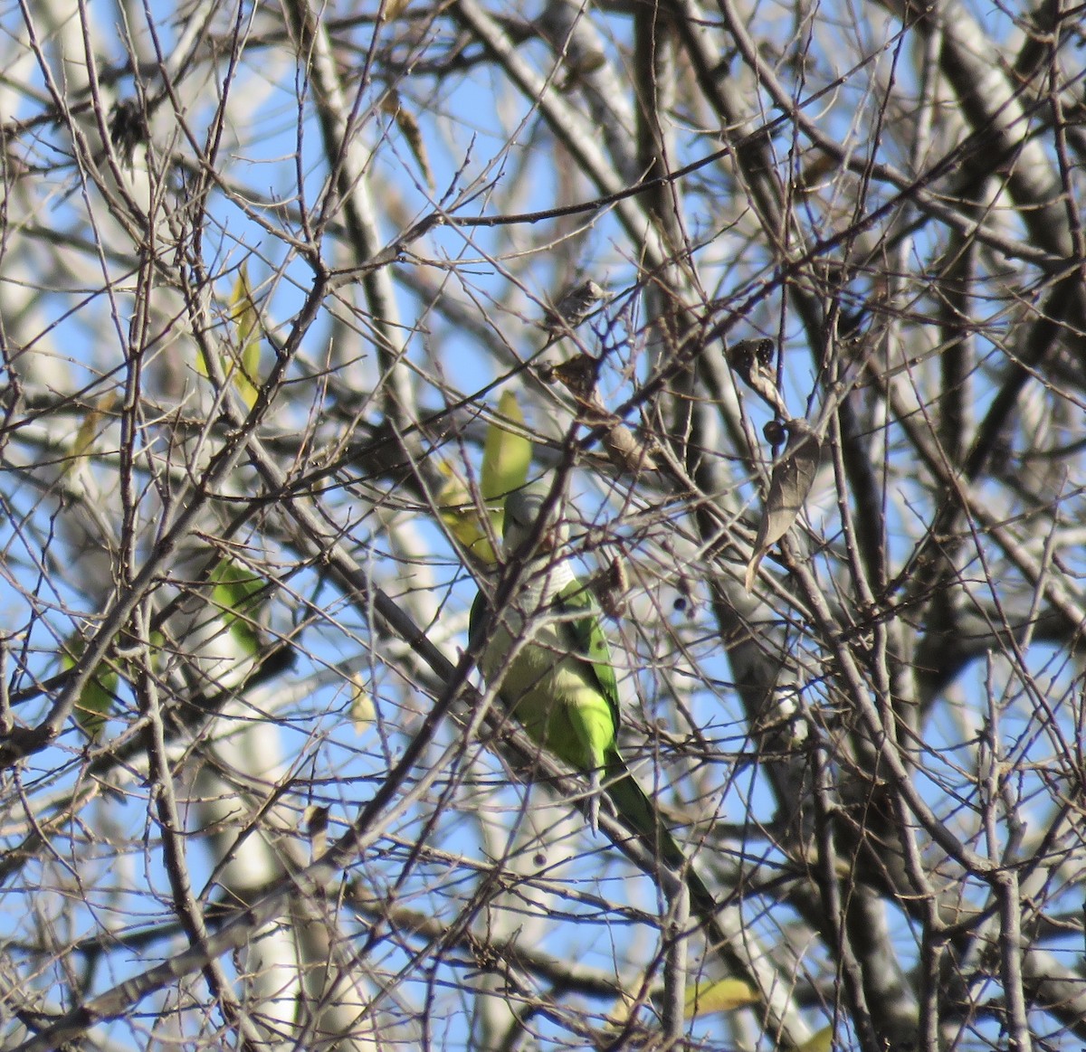 Monk Parakeet - ML126512901