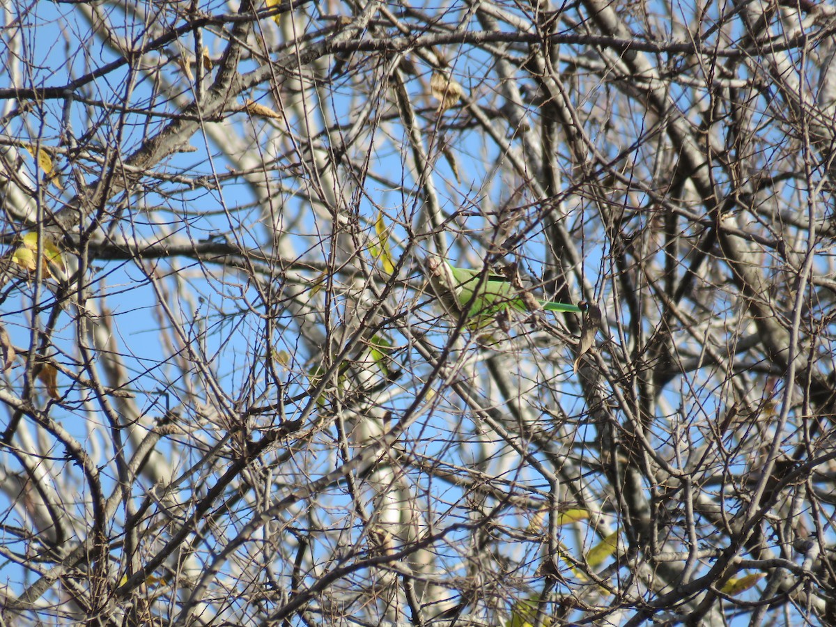 Monk Parakeet - ML126512941