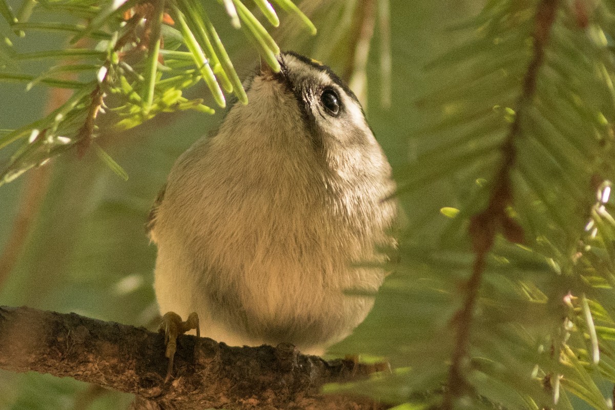 Golden-crowned Kinglet - Seymore Gulls