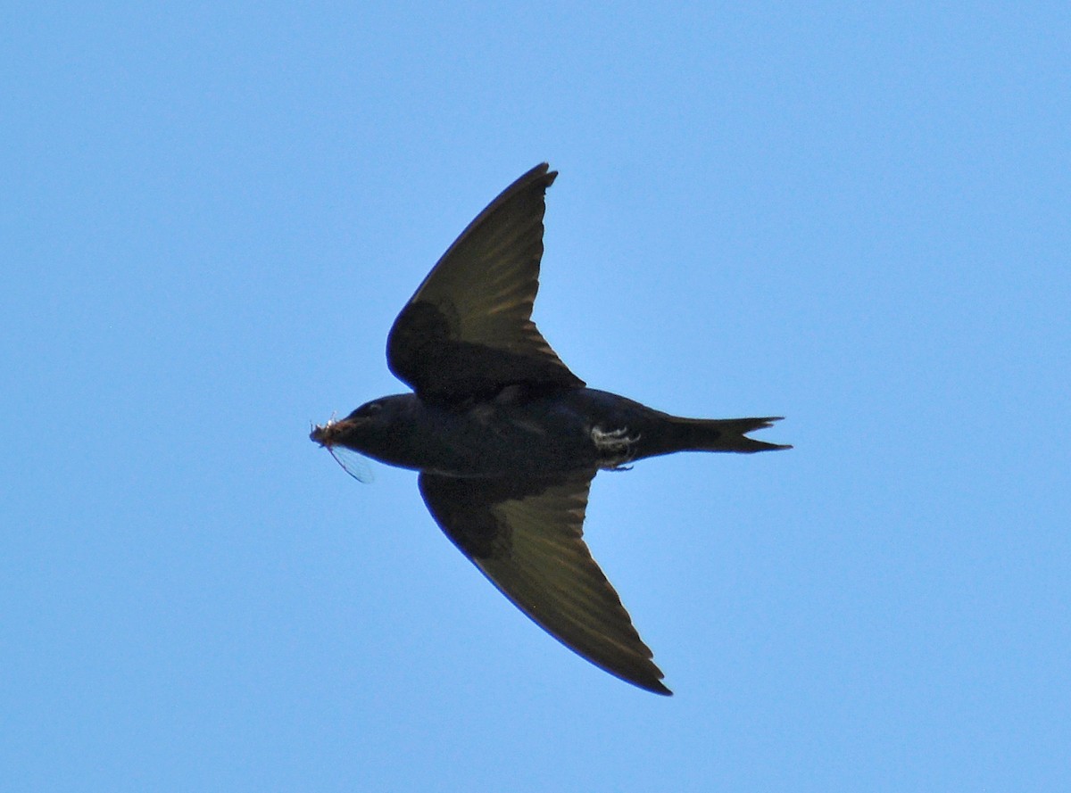 Golondrina Purpúrea - ML126515201