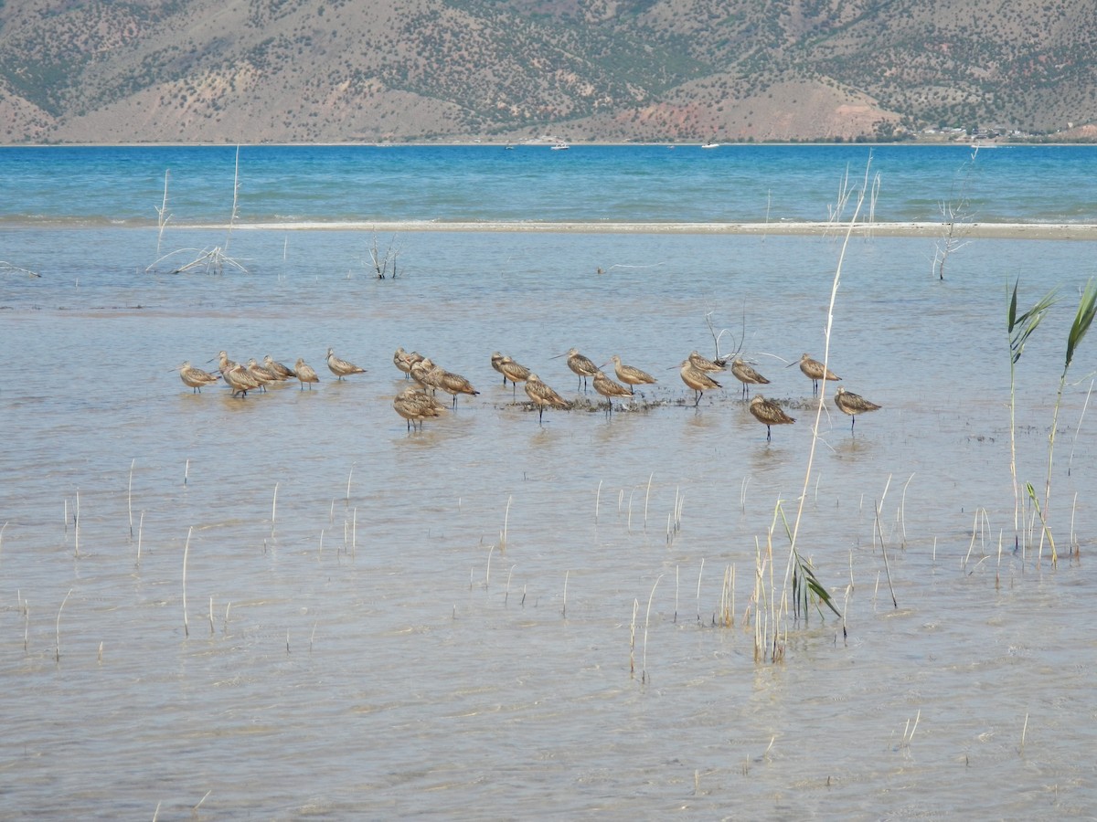 Marbled Godwit - Ryan O'Donnell