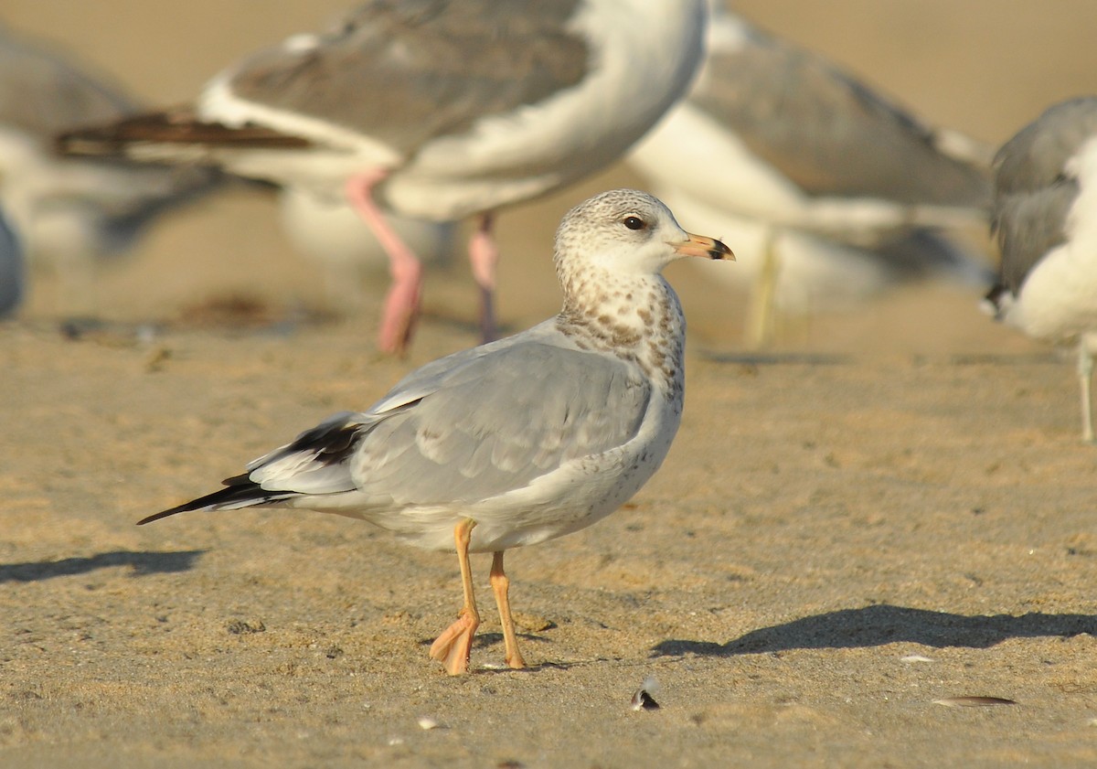 Ring-billed Gull - ML126515911