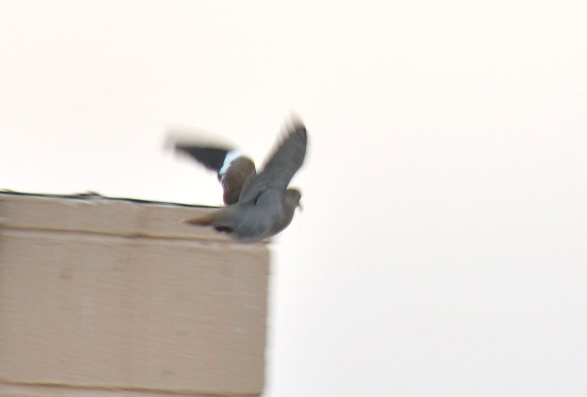 White-winged Dove - ML126516461