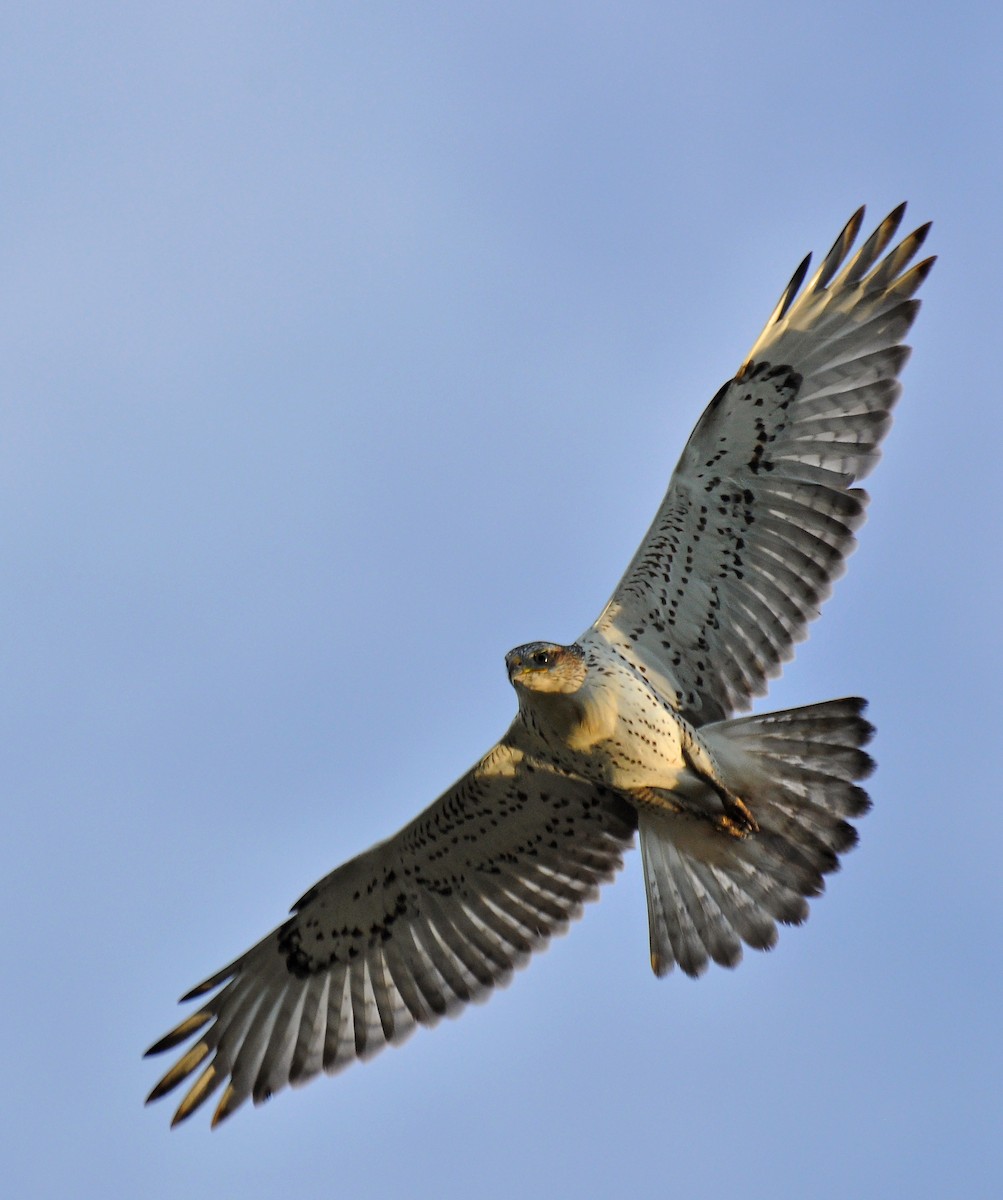 Ferruginous Hawk - ML126517201