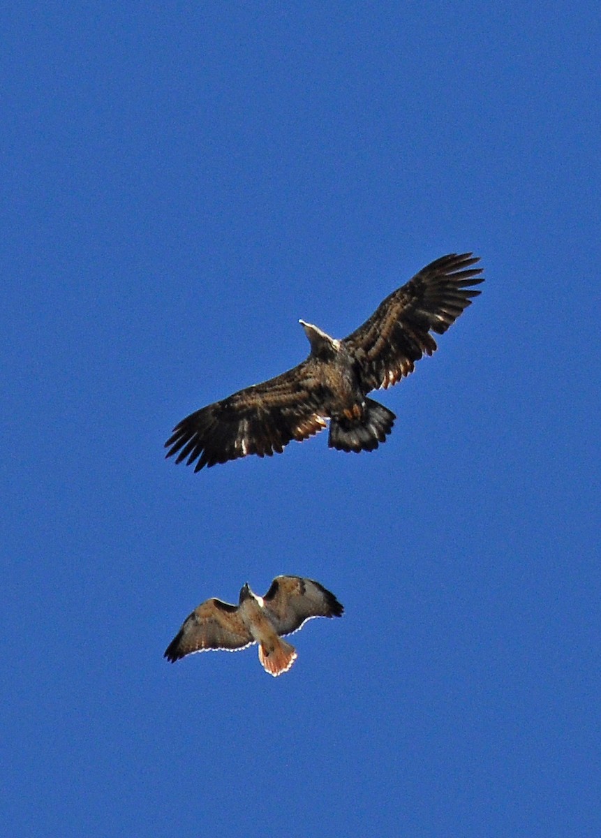 Bald Eagle - ML126517231