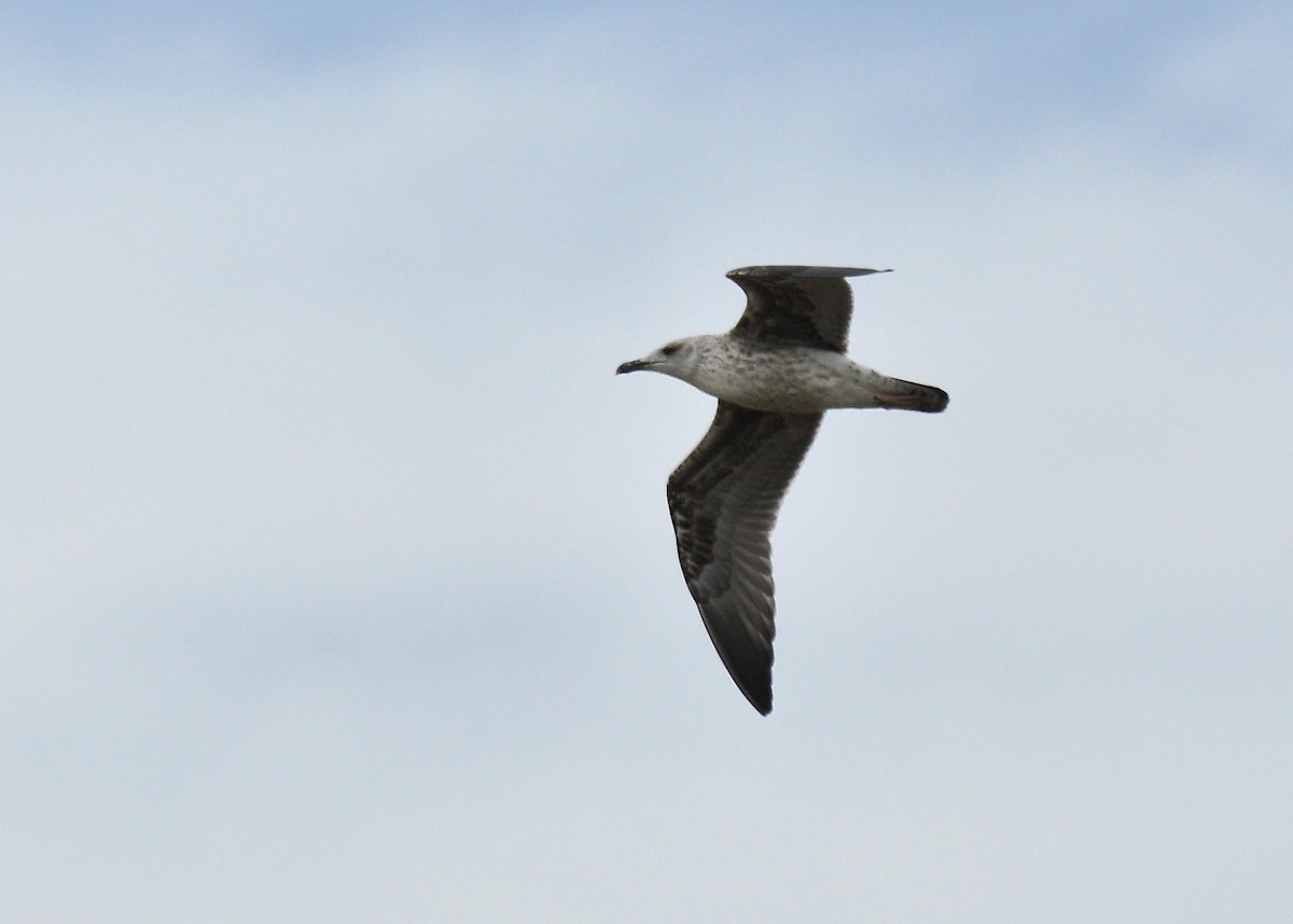 Lesser Black-backed Gull (graellsii) - ML126517341