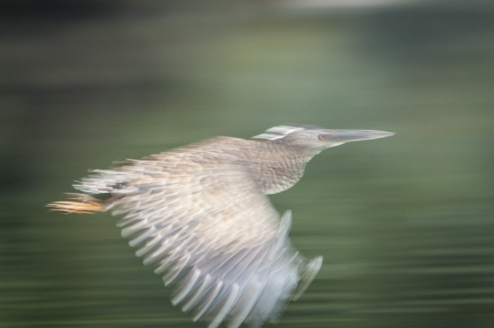 White-crested Tiger-Heron - ML126518581