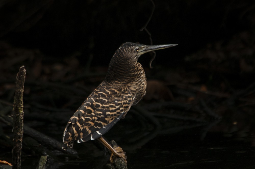 White-crested Tiger-Heron - David Bishop