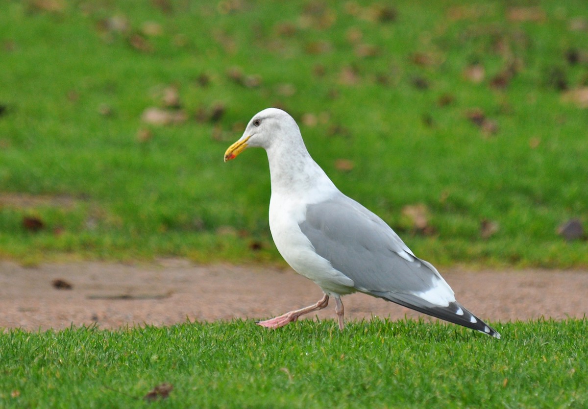 Western x Glaucous-winged Gull (hybrid) - ML126518761