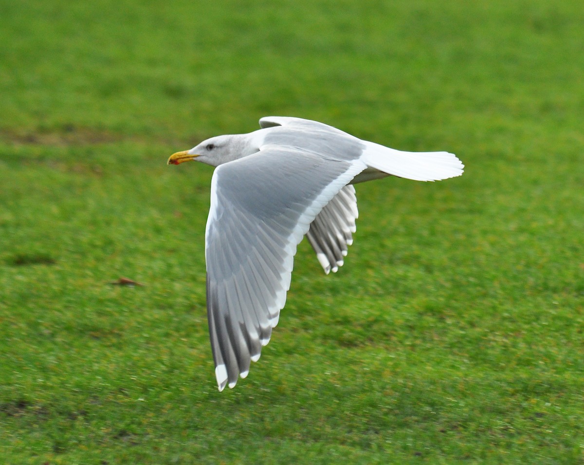 Western x Glaucous-winged Gull (hybrid) - Ryan O'Donnell