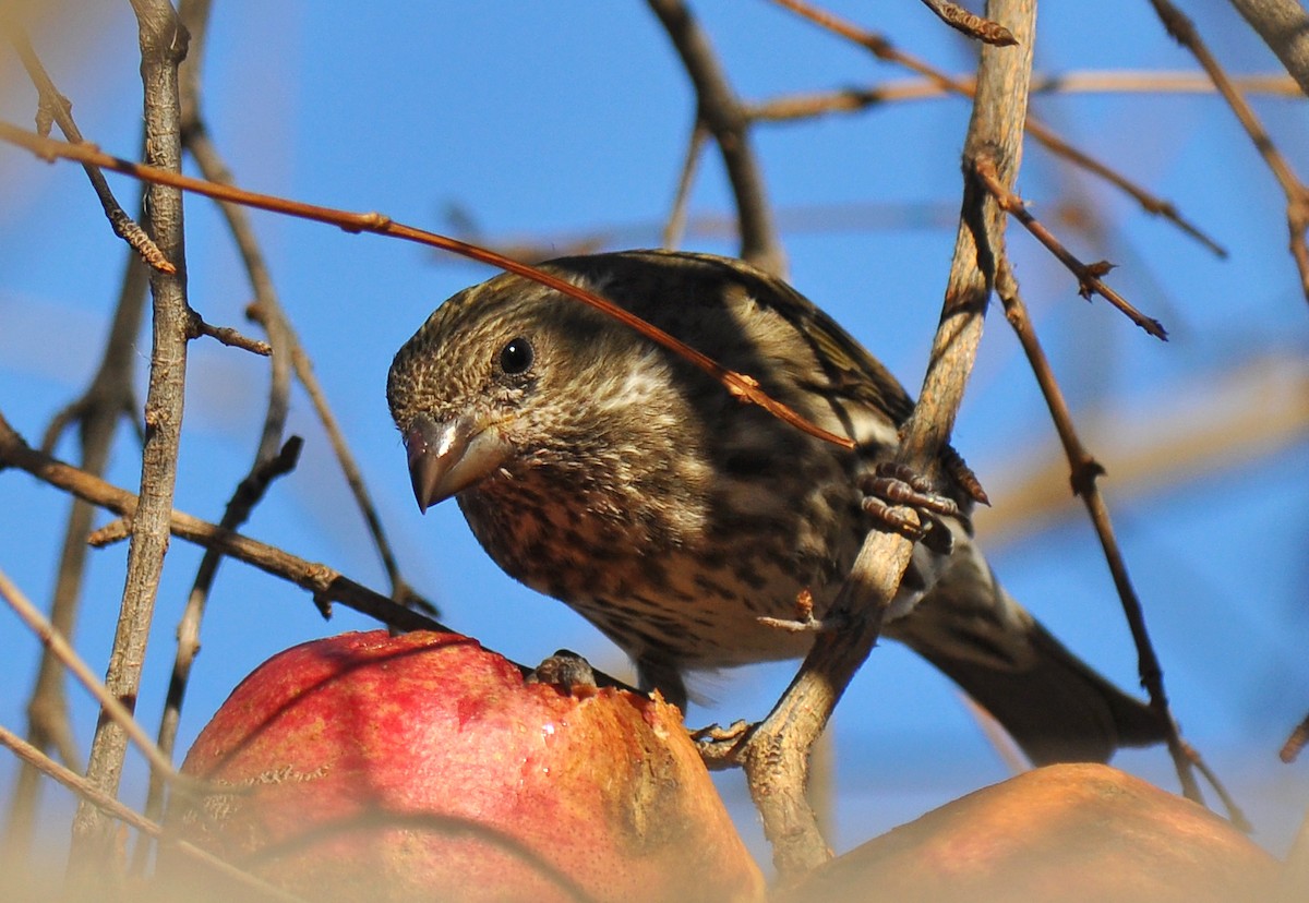 Purple Finch (Western) - ML126519361