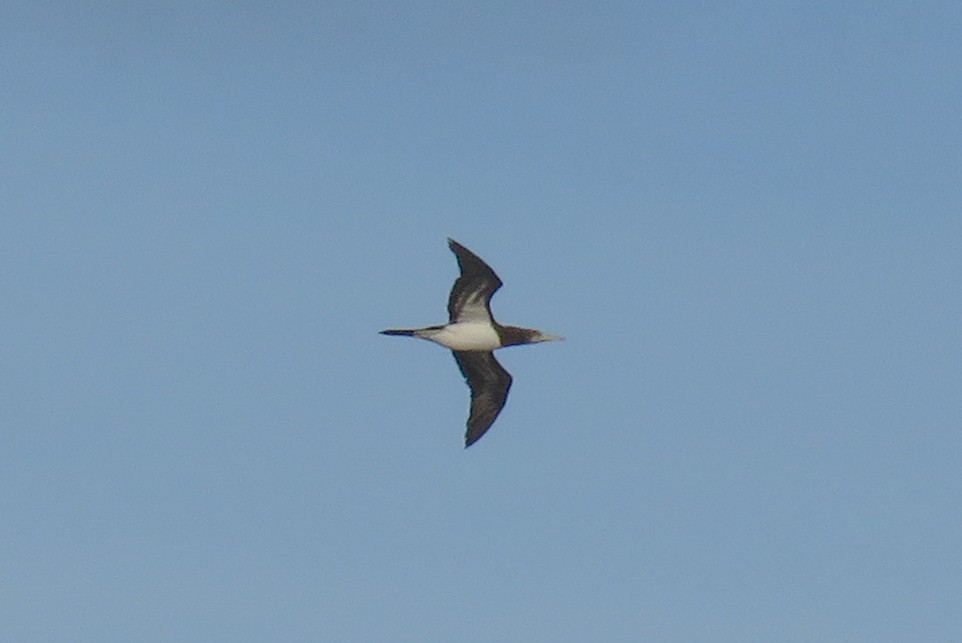 Brown Booby - ML126520851