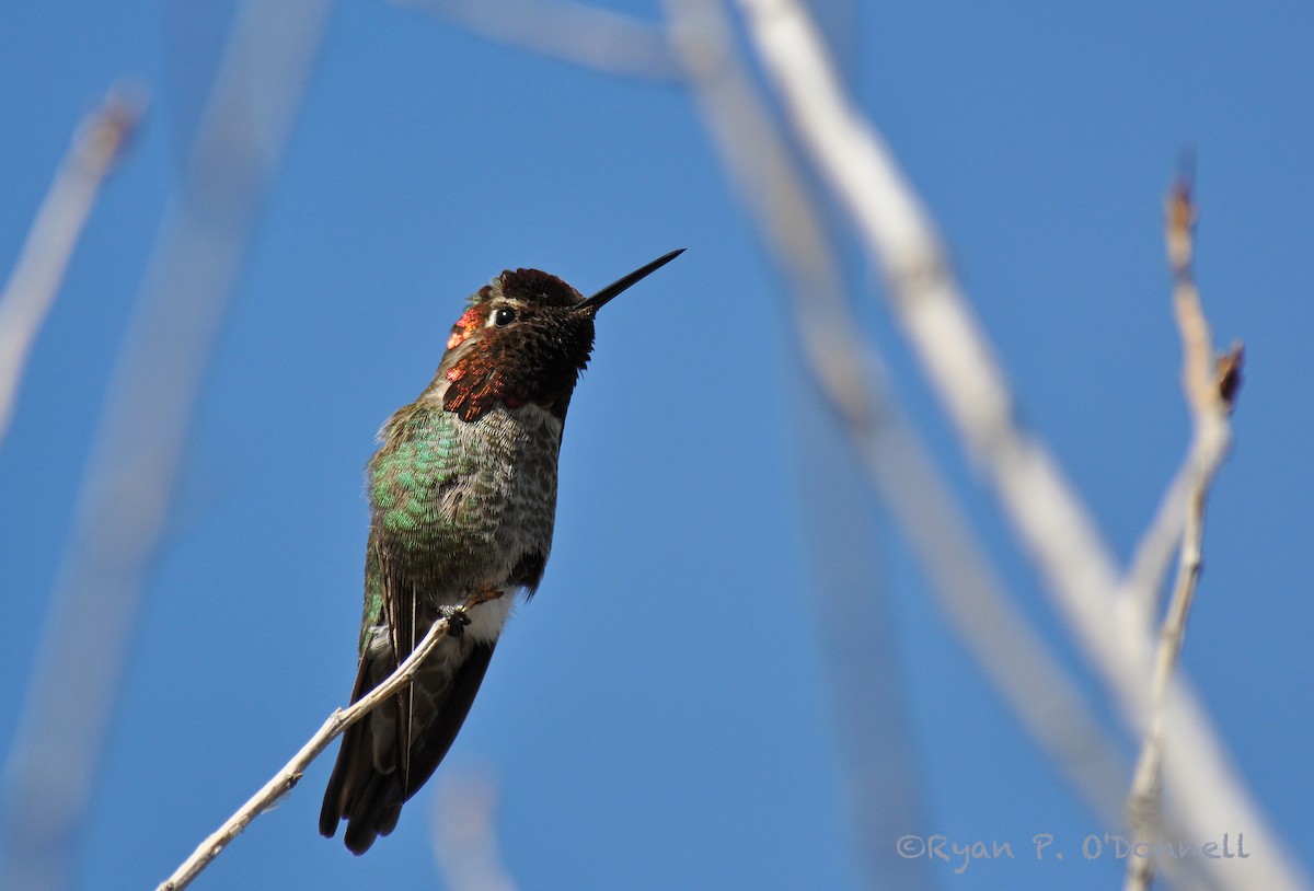 Anna's Hummingbird - ML126521021