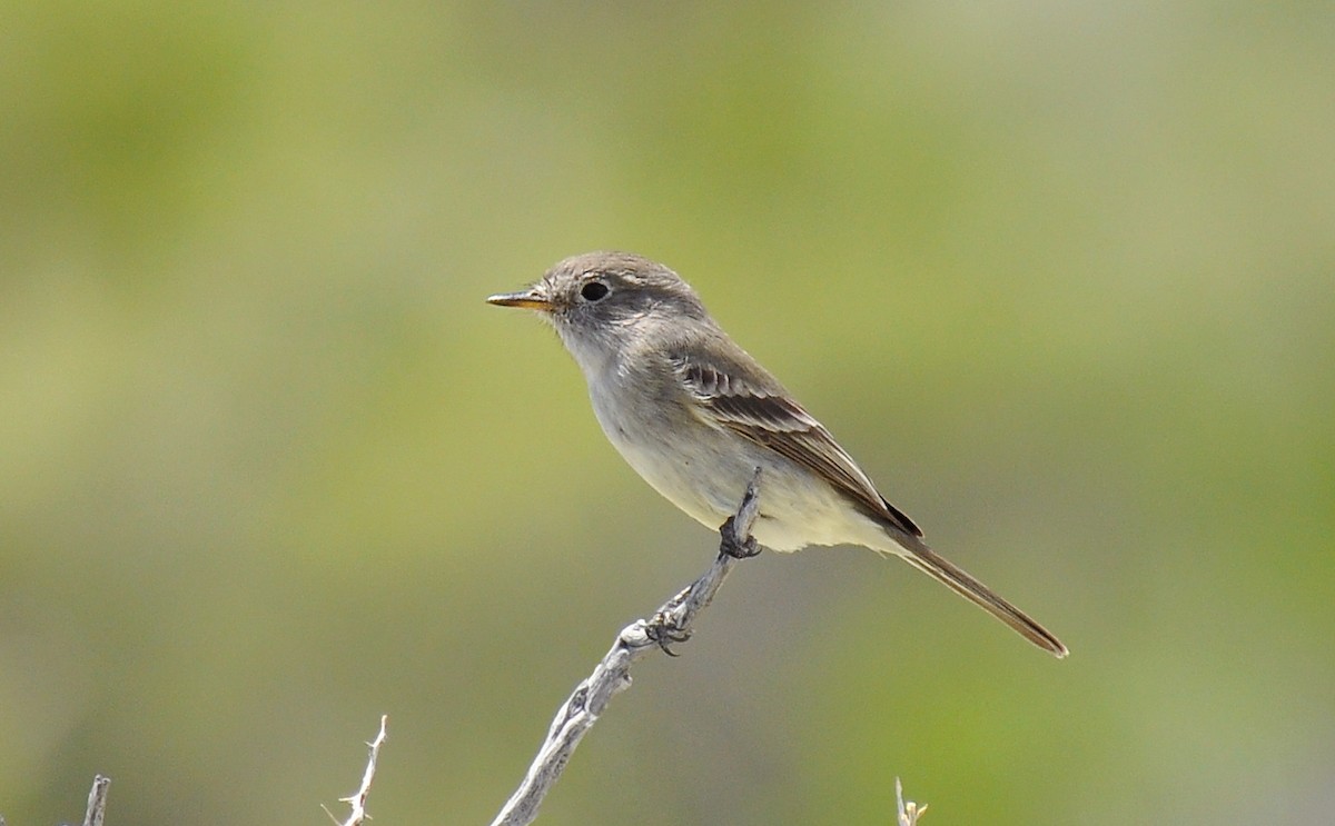 Gray Flycatcher - ML126521791