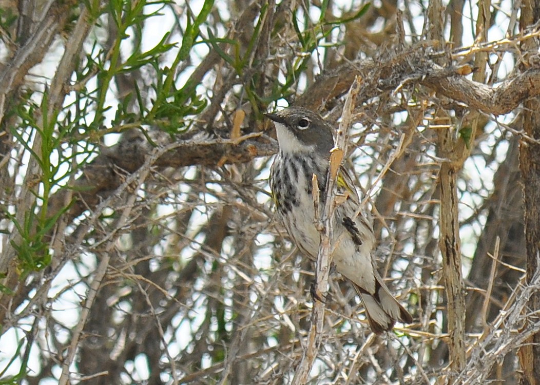 Yellow-rumped Warbler (Myrtle x Audubon's) - Ryan O'Donnell