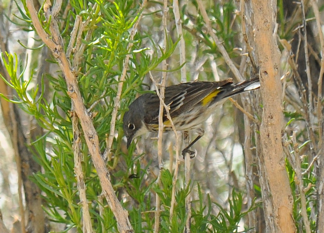 Yellow-rumped Warbler (Myrtle x Audubon's) - ML126521811