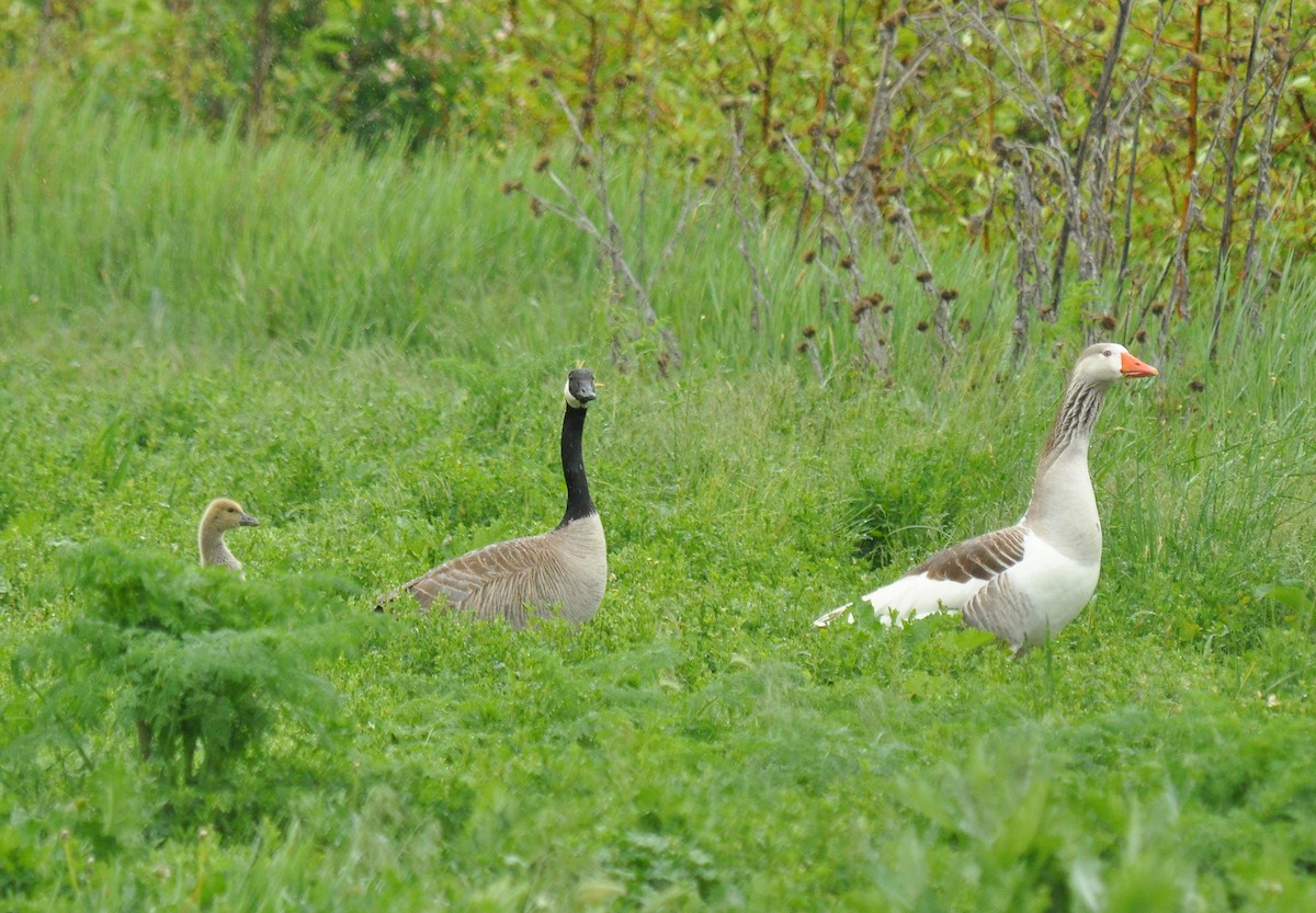 Domestic goose sp. x Canada Goose (hybrid) - ML126521921