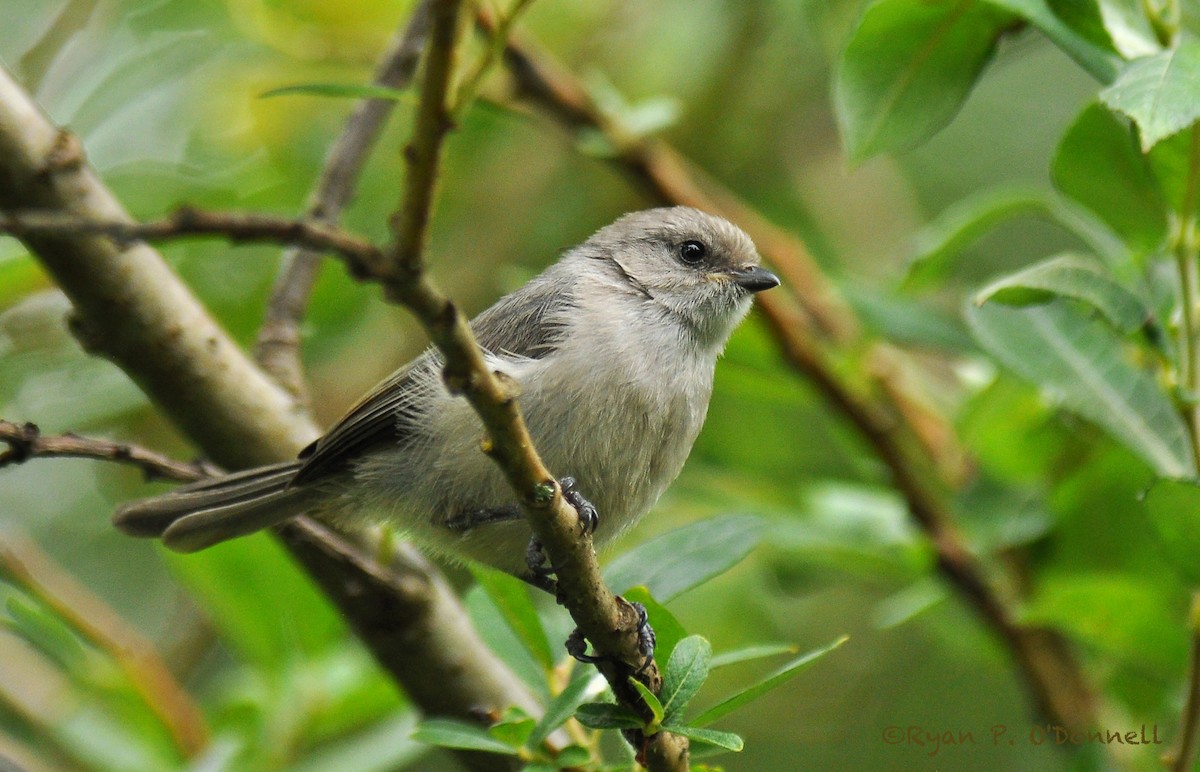 Bushtit (Pacific) - ML126522321