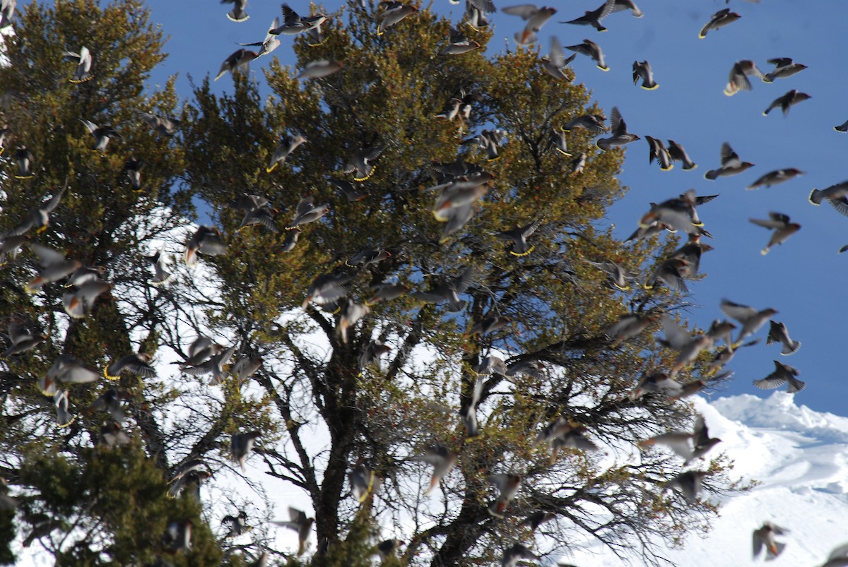 Bohemian Waxwing - ML126523651