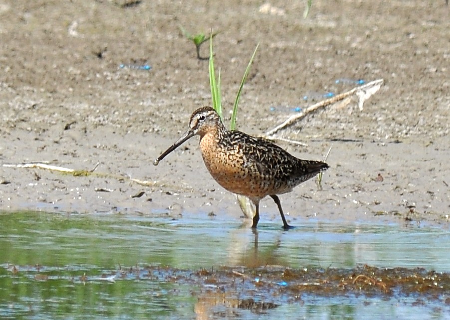 Short-billed Dowitcher (hendersoni) - ML126524211