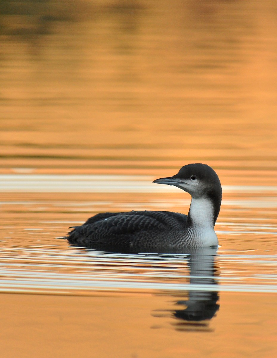 Pacific Loon - Ryan O'Donnell