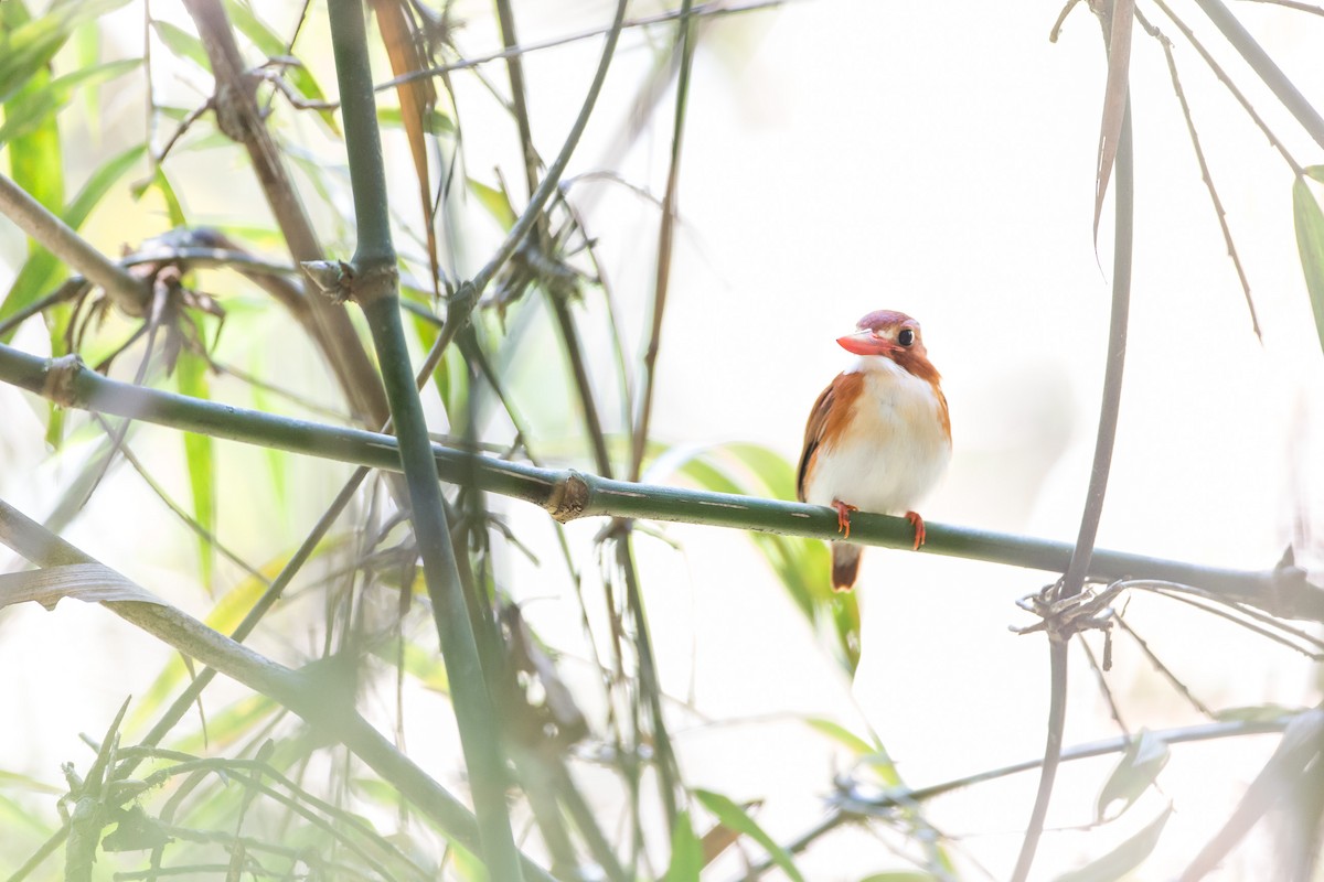 Madagascar Pygmy Kingfisher - ML126525151