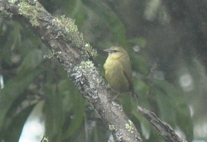 Mana-Akepakleidervogel - ML126525401