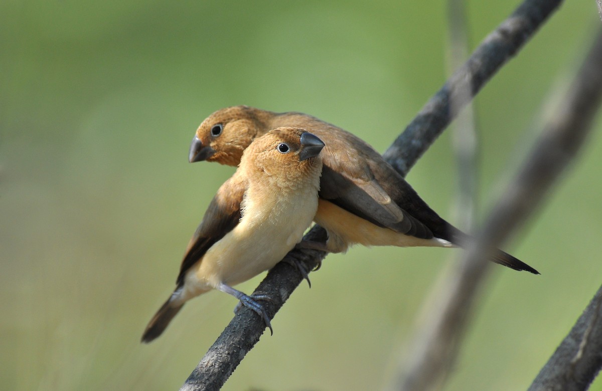 African Silverbill - Ryan O'Donnell