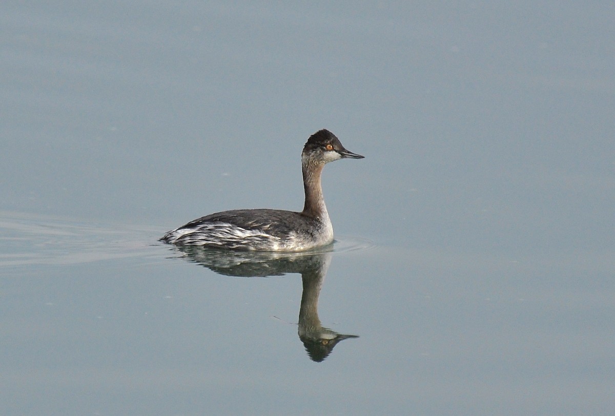 Eared Grebe - Ryan O'Donnell