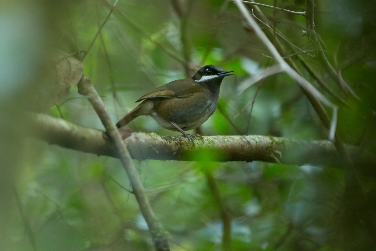 Crossley's Vanga - Christophe Sahli