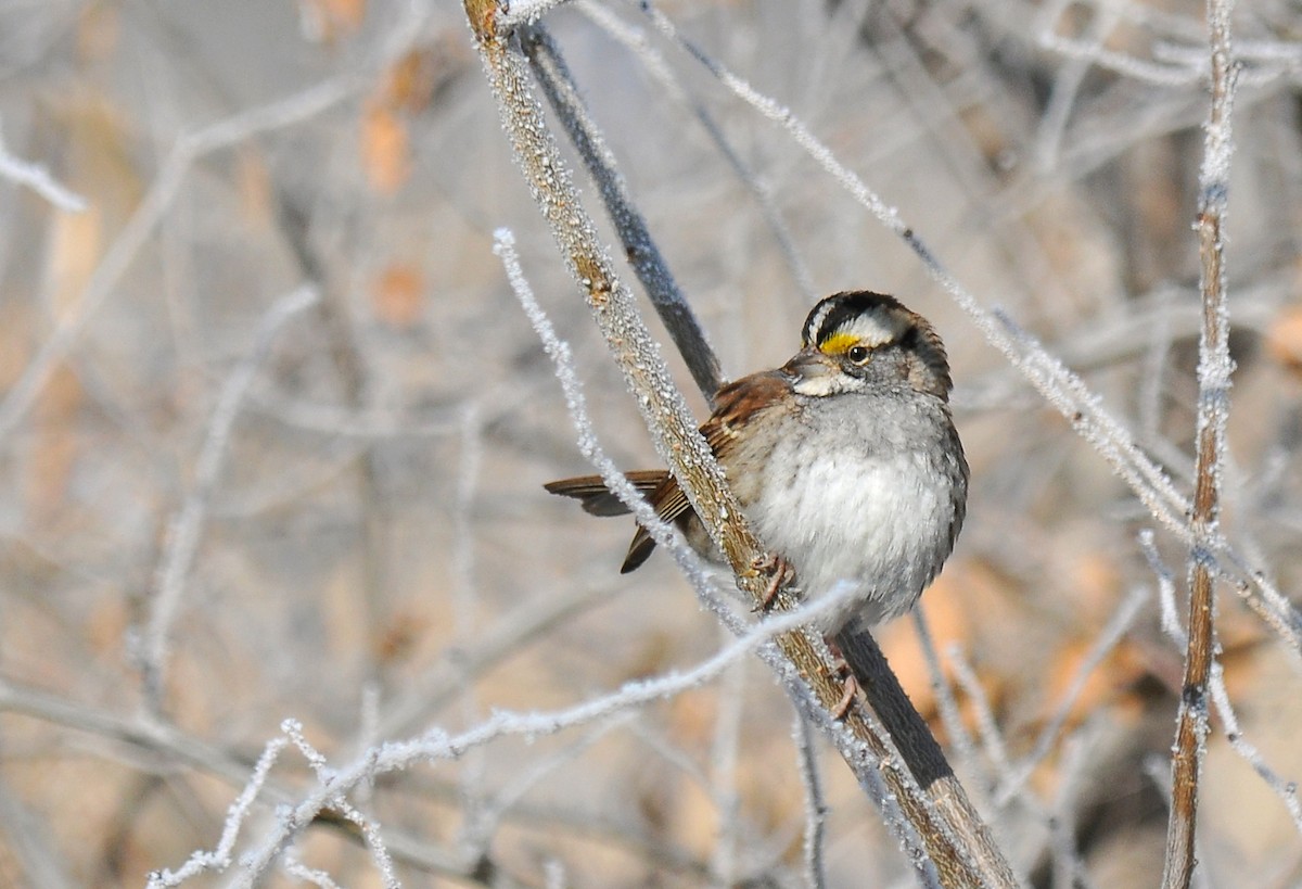 White-throated Sparrow - ML126525841