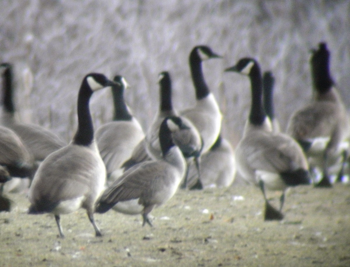 Cackling Goose (Richardson's) - ML126525951
