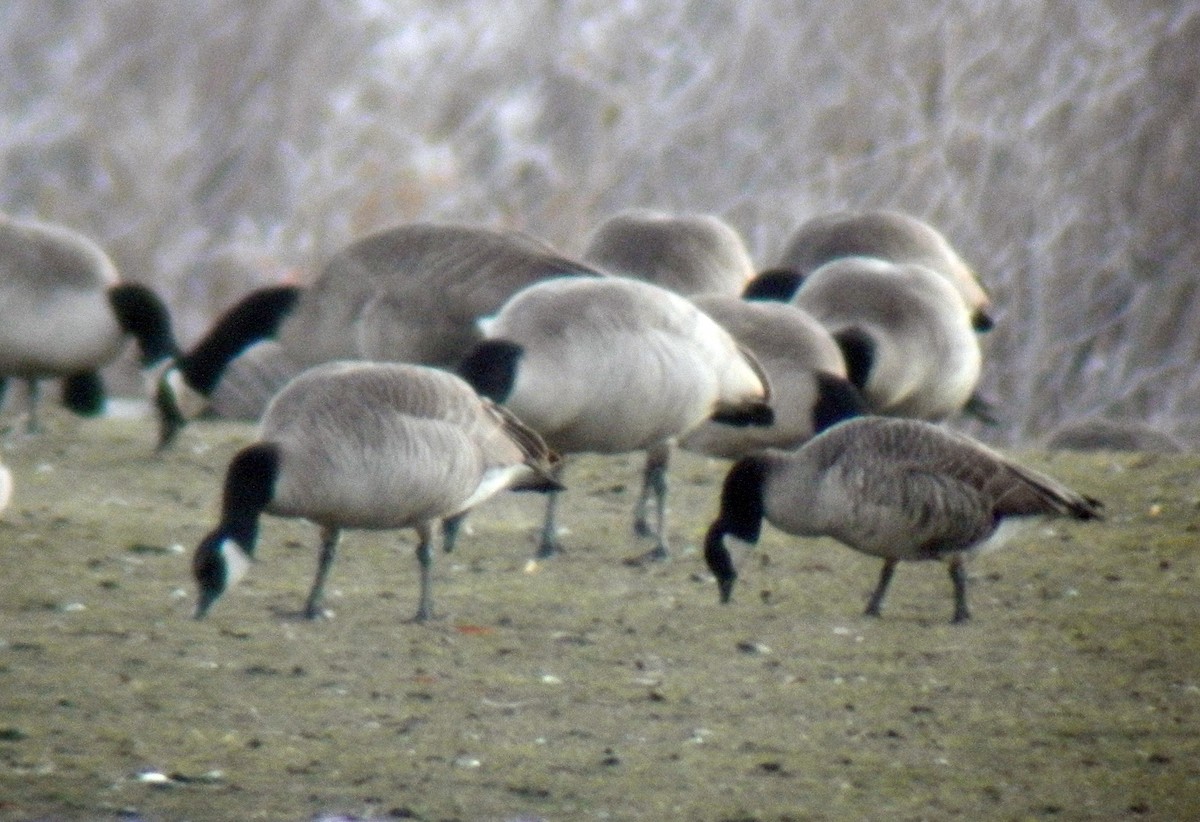 Cackling Goose (Richardson's) - ML126525961