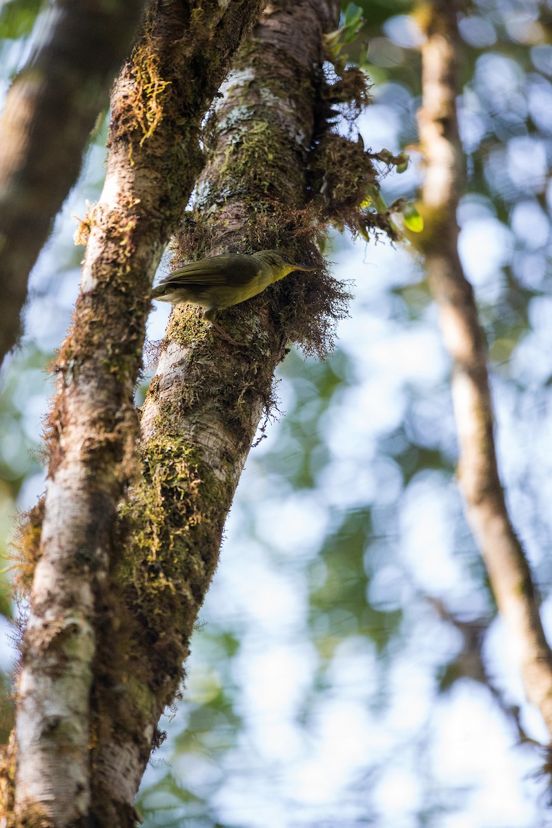 Long-billed Bernieria - ML126526111