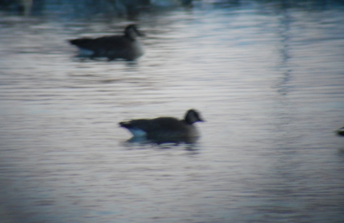 Cackling Goose (Richardson's) - ML126526311