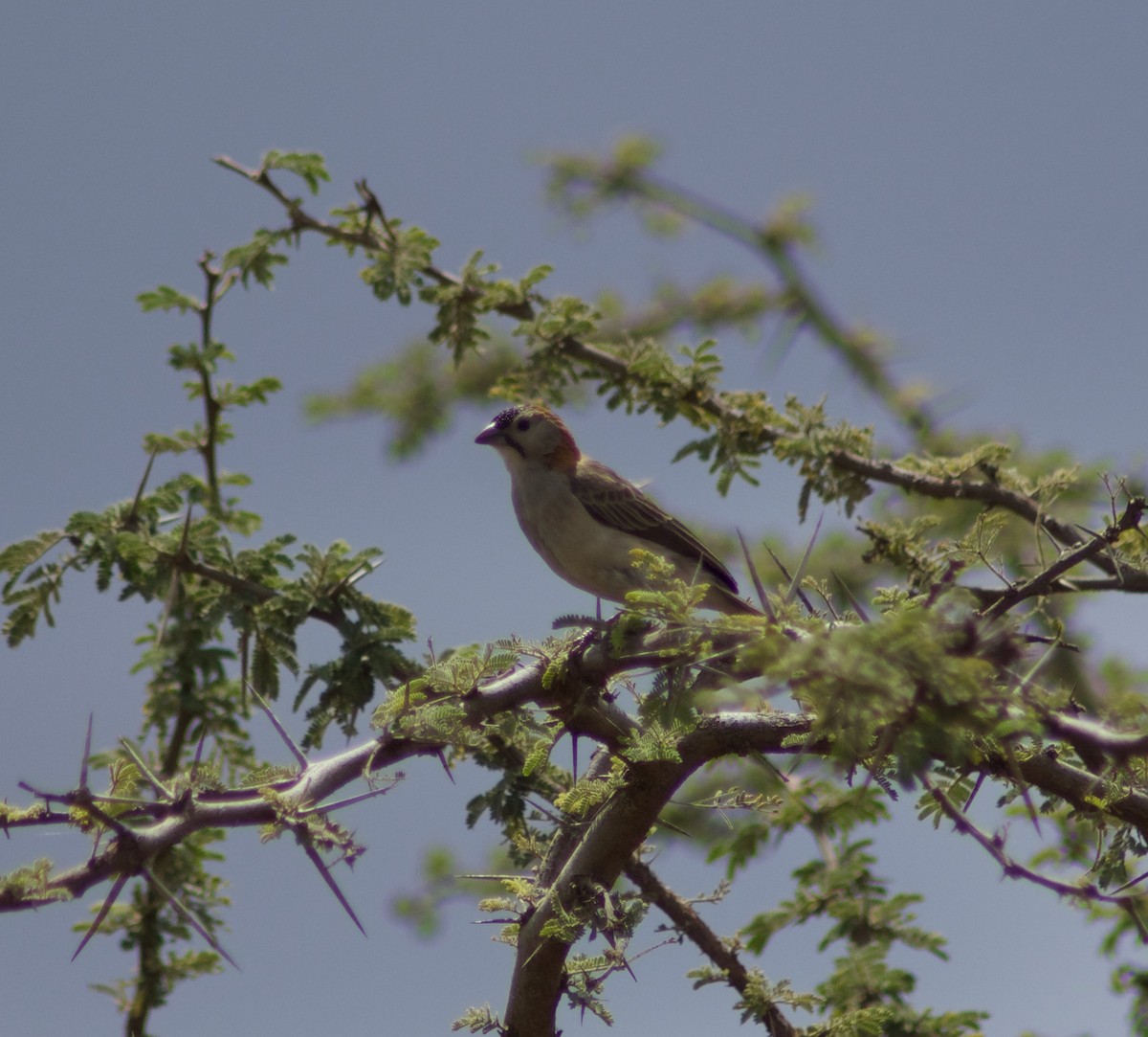 Speckle-fronted Weaver - ML126527971