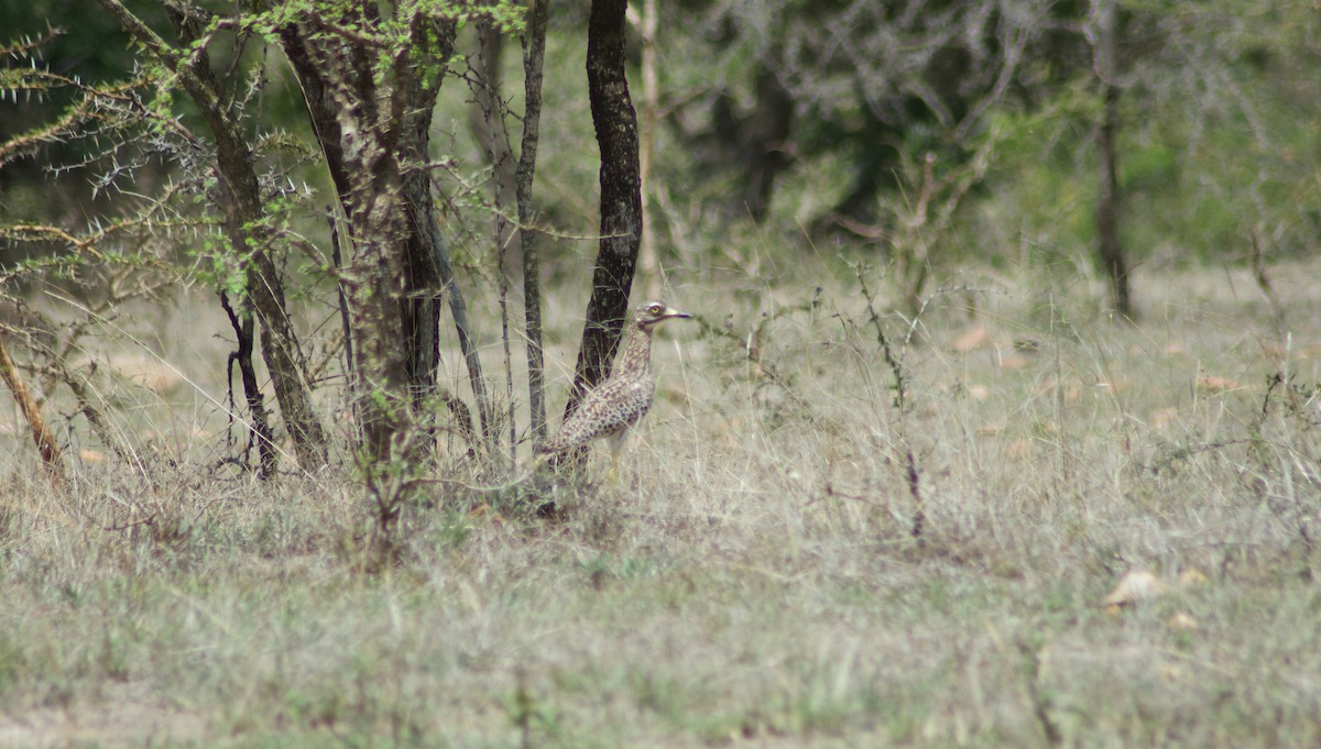 Spotted Thick-knee - ML126527991