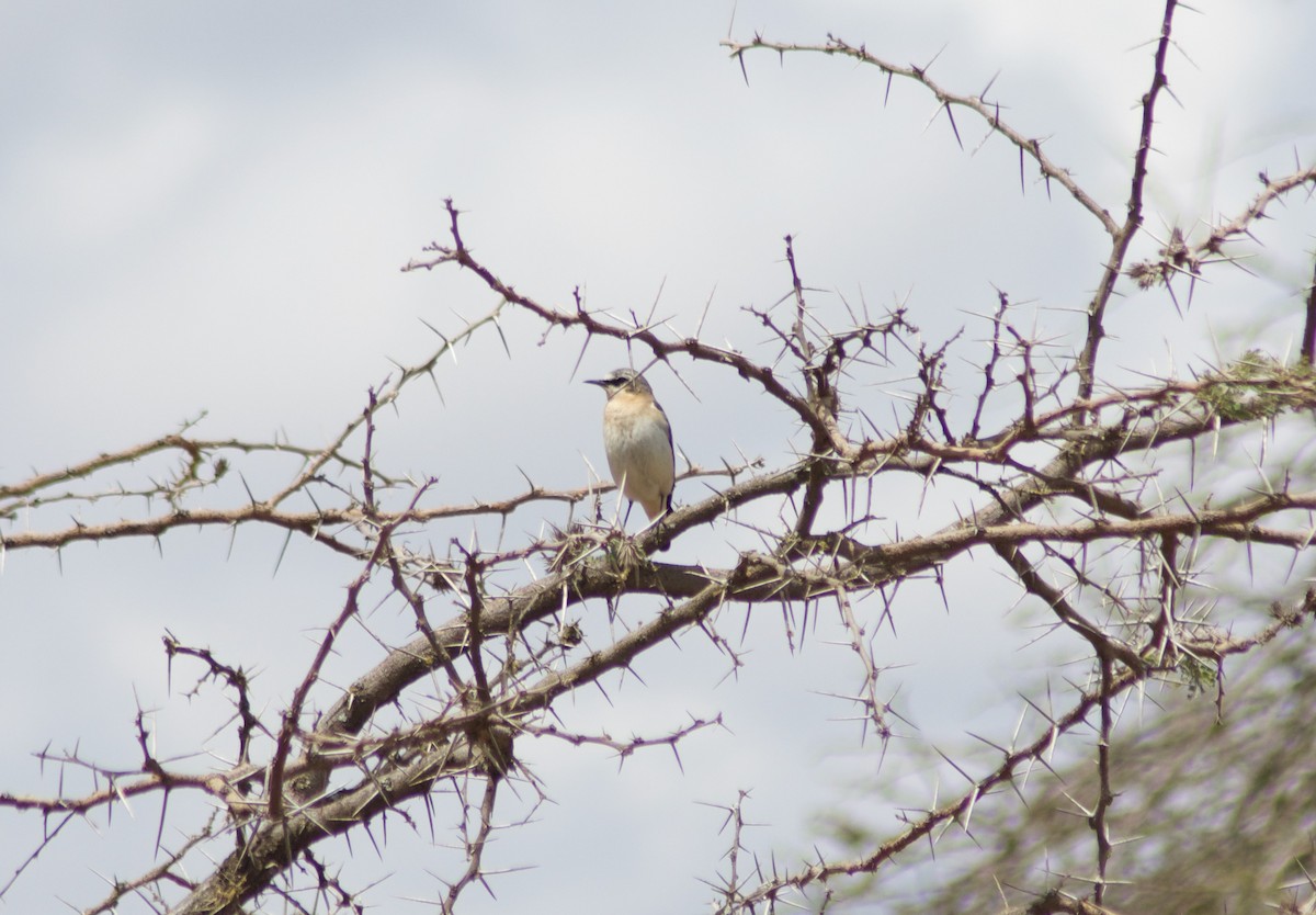 Northern Wheatear - ML126528101