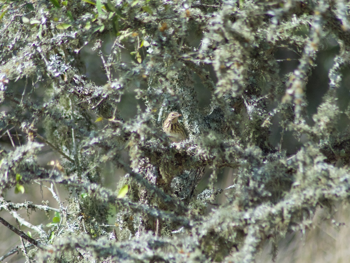 Tree Pipit - Leander Krueger