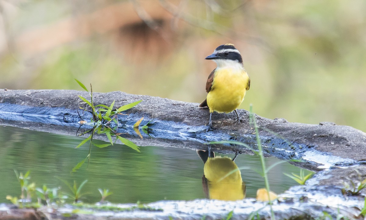 Great Kiskadee - David Monroy Rengifo