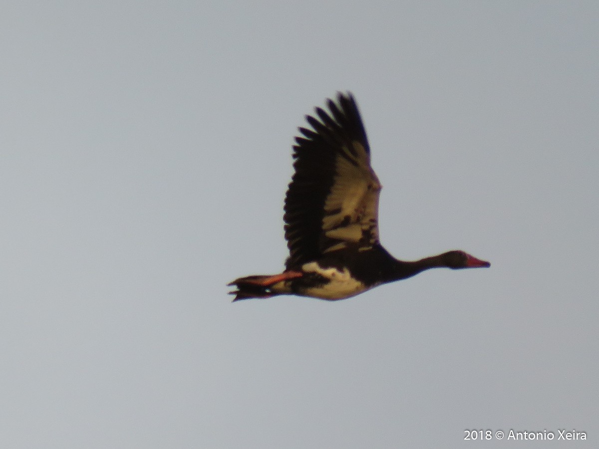 Spur-winged Goose - Antonio Xeira