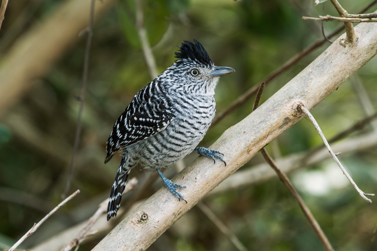 Barred Antshrike - ML126531921