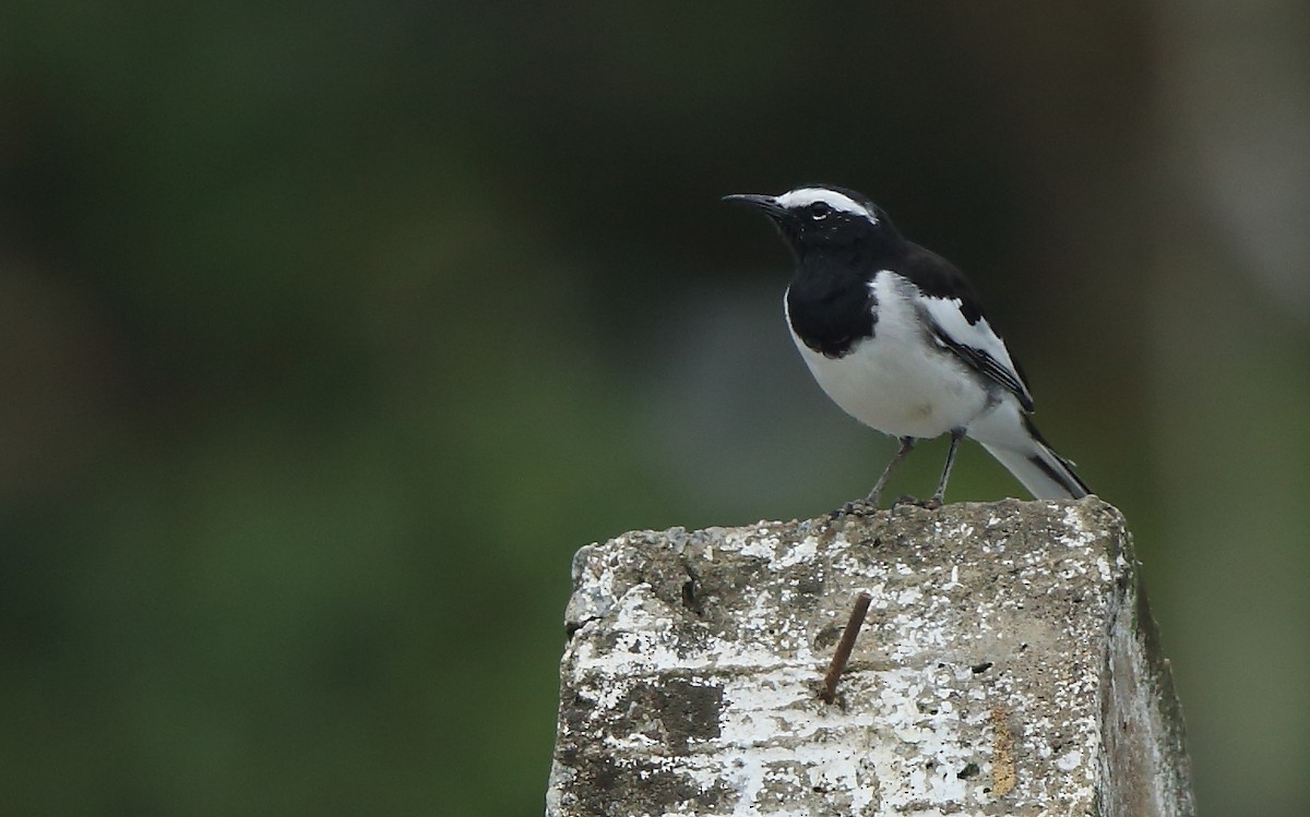 White-browed Wagtail - ML126533581