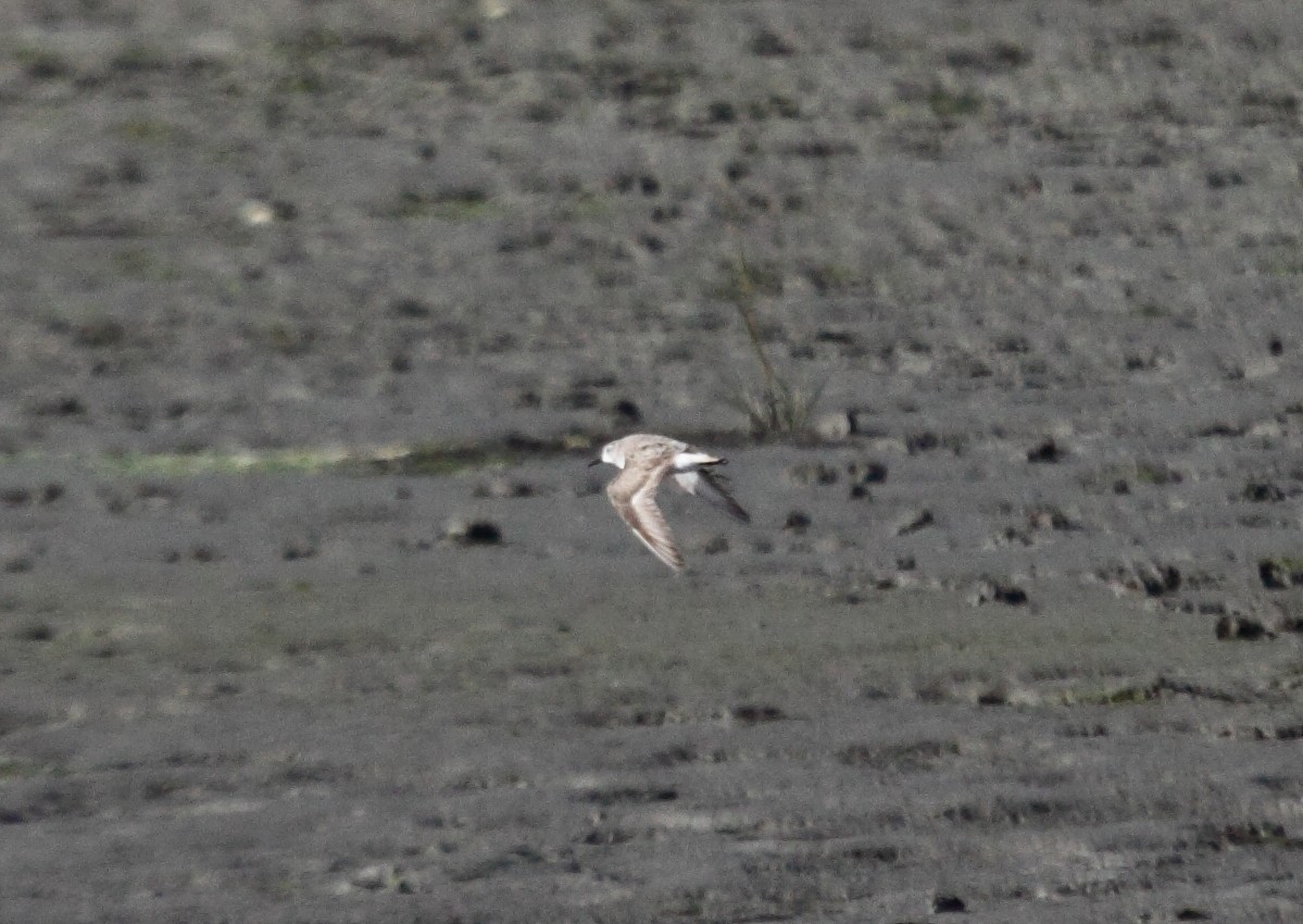 Semipalmated Sandpiper - ML126534991