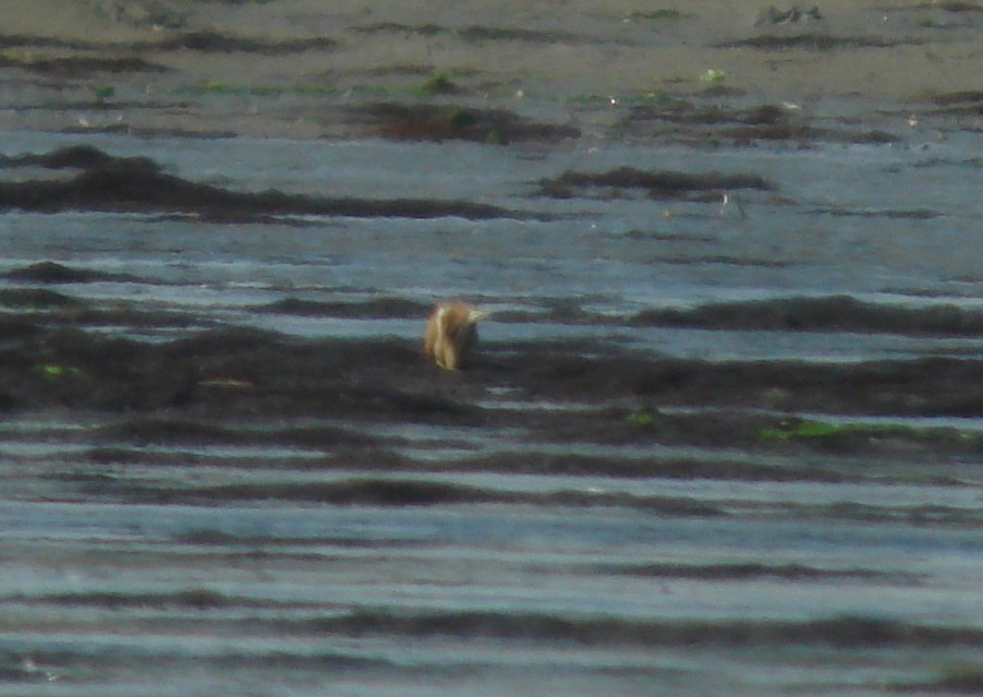 Least Bittern - ML126535021