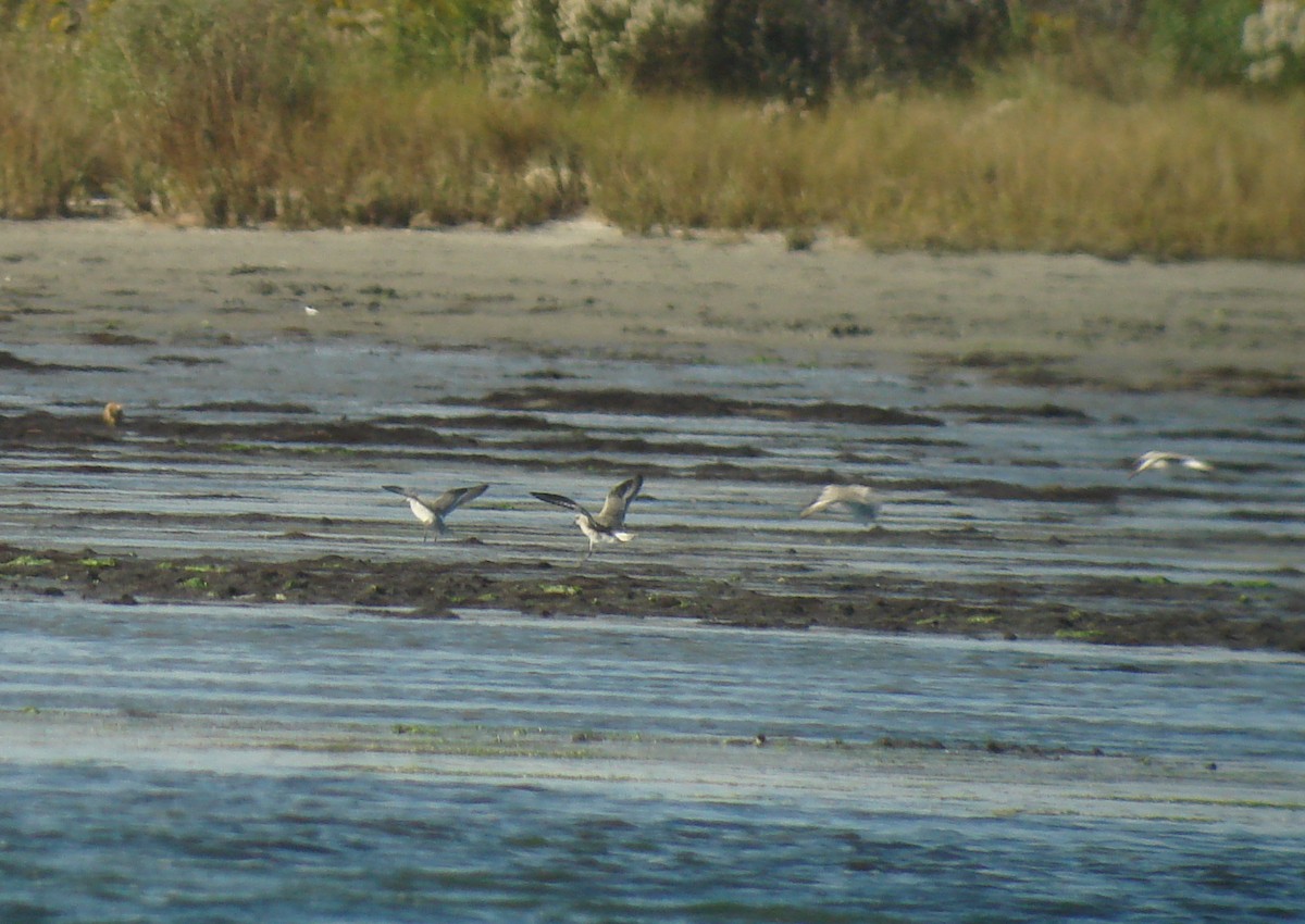 Least Bittern - ML126535031