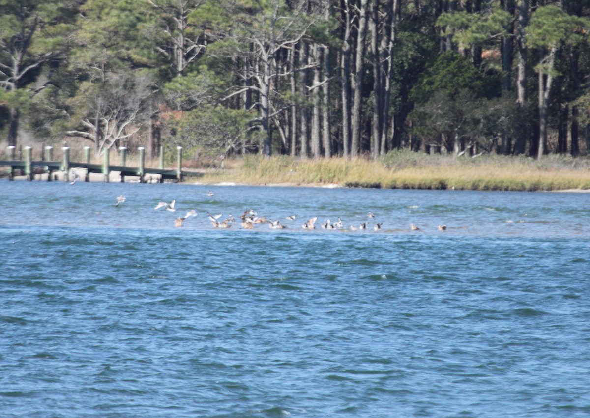 Marbled Godwit - ML126535041